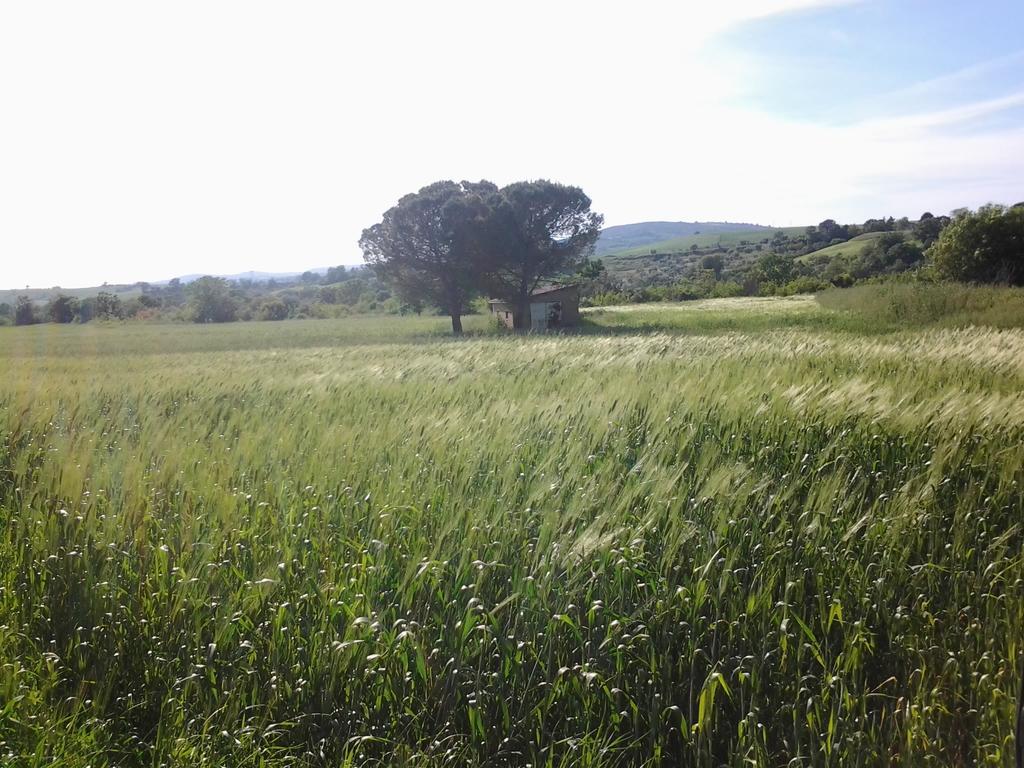 Bio Agriturismo Il Torrione ซาตูร์เนีย ภายนอก รูปภาพ