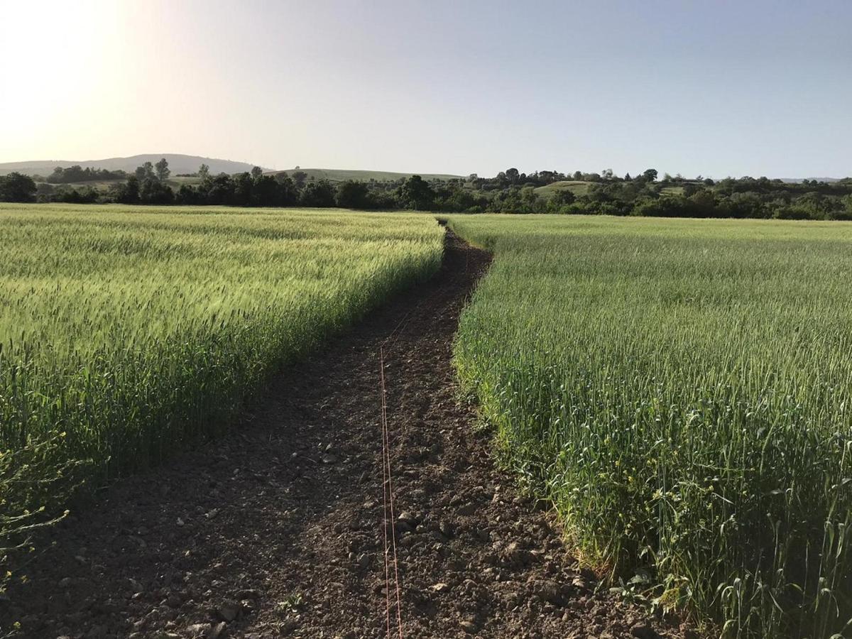 Bio Agriturismo Il Torrione ซาตูร์เนีย ภายนอก รูปภาพ