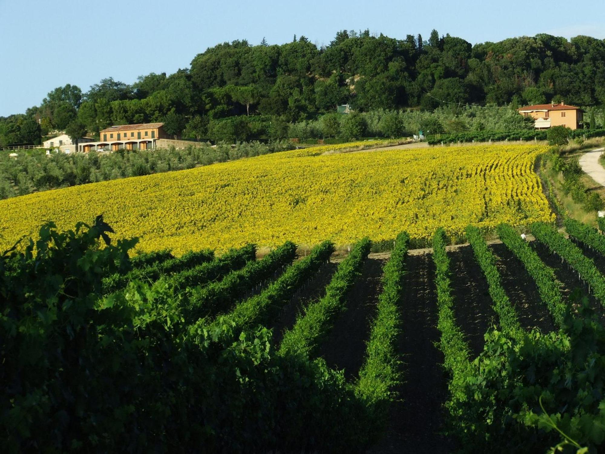 Bio Agriturismo Il Torrione ซาตูร์เนีย ภายนอก รูปภาพ